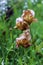 Raindrops on golden iris flowers closeup. selective focus