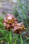 Raindrops on golden iris flowers closeup. selective focus