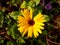 Raindrops on Golden Sunlit Common Marigold / Calendula Flower