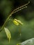 raindrops on grape shoots during rain in cloudy weather