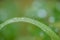 Raindrops on a Grass Blade