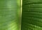 Raindrops on the green banana leaf.