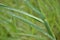 raindrops, green grass, macro, elements