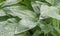 Raindrops on green Hosta leaves