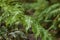 Raindrops on the green leaves of a fern. Macro, close-up, selective focus. Relict forest on the slopes of the oldest mountain