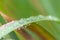 Raindrops on green leaves after a rainy day with a lot of rain refreshes the nature with water as elixir of life in rainforest