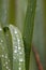 Raindrops on green leaves after a rainy day with a lot of rain refreshes the nature with water as elixir of life in rainforest