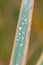 Raindrops on green leaves after a rainy day with a lot of rain refreshes the nature with water as elixir of life in rainforest