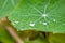 Raindrops on a green nasturtium leaf at summer