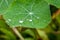 Raindrops on a green nasturtium leaf at summer