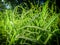 Raindrops on green plants nature