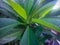 Raindrops On Green Plumeria Leaves In The Garden