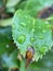 Raindrops on a Green Serrated Leaf