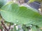 raindrops on green srikaya leaves