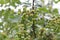 Raindrops hanging on green berries of viburnum