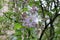 Raindrops hanging on lilac buds on a spring day