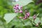 Raindrops hanging on lilac buds on a spring day