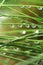 Raindrops hanging from maiden grass close-up