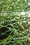 Raindrops hanging from maiden grass, vertical