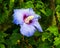 Raindrops on the hibiscus flower