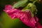 Raindrops on a hollyhock flower - partially blurred frame