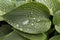 Raindrops on Hosta Leaf