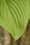 Raindrops on Hosta leaf