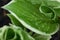 Raindrops on Hosta Leaves after Storm