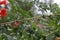 Raindrops hung on the branch of the plant