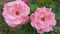 Raindrops inside wild rose flowers in rain