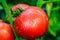 Raindrops Keep Falling On This Large Beefsteak