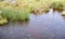 Raindrops on the lake and the marsh