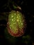 Raindrops on Large Papaver Poppy Bud in the Dark