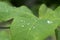 The raindrops on the leaf are bright and clean. The leaves are macro water patterns. The top view and the layers of leaves.
