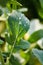 Raindrops on leaf closeup background nature