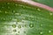 Raindrops on the leaf Cordyline fruticosa