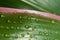 Raindrops on the leaf Cordyline fruticosa