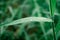 Raindrops on leaf. Rain drop on Leaves. Extreme Close up of rain water dew droplets on blade of grass. Sunlight reflection. Winter