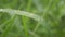 Raindrops on leaf. Wet in water. Close up of Monsoon rain water dew droplets on blade of grass. Winter rainy season. Beauty in