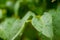 Raindrops on Leaves