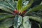 Raindrops on leaves of red flowering euphorbia viguieri var capuroniana