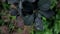 Raindrops on the leaves of the shrub in the garden