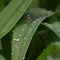 Raindrops on Leaves after Storm