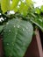 Raindrops on the leaves in the yard