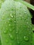 Raindrops on the leaves in the yard.