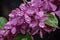 raindrops on lilac petals after a storm