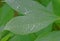 Raindrops Line Up on the Veins of a Long Green Leaf