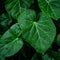 Raindrops linger on fresh green leaves, close up natures elegance