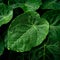 Raindrops linger on fresh green leaves, close up natures elegance