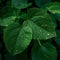 Raindrops linger on fresh green leaves, close up natures elegance